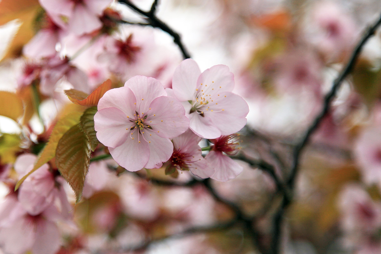極楽寺の野中ザクラ
