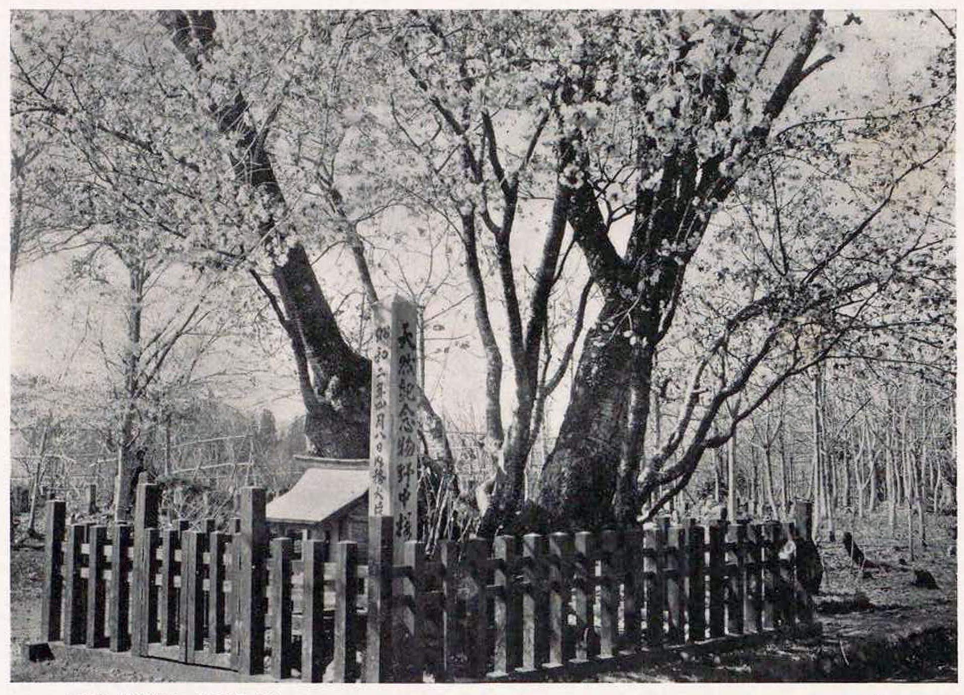 極楽寺の野中ザクラ