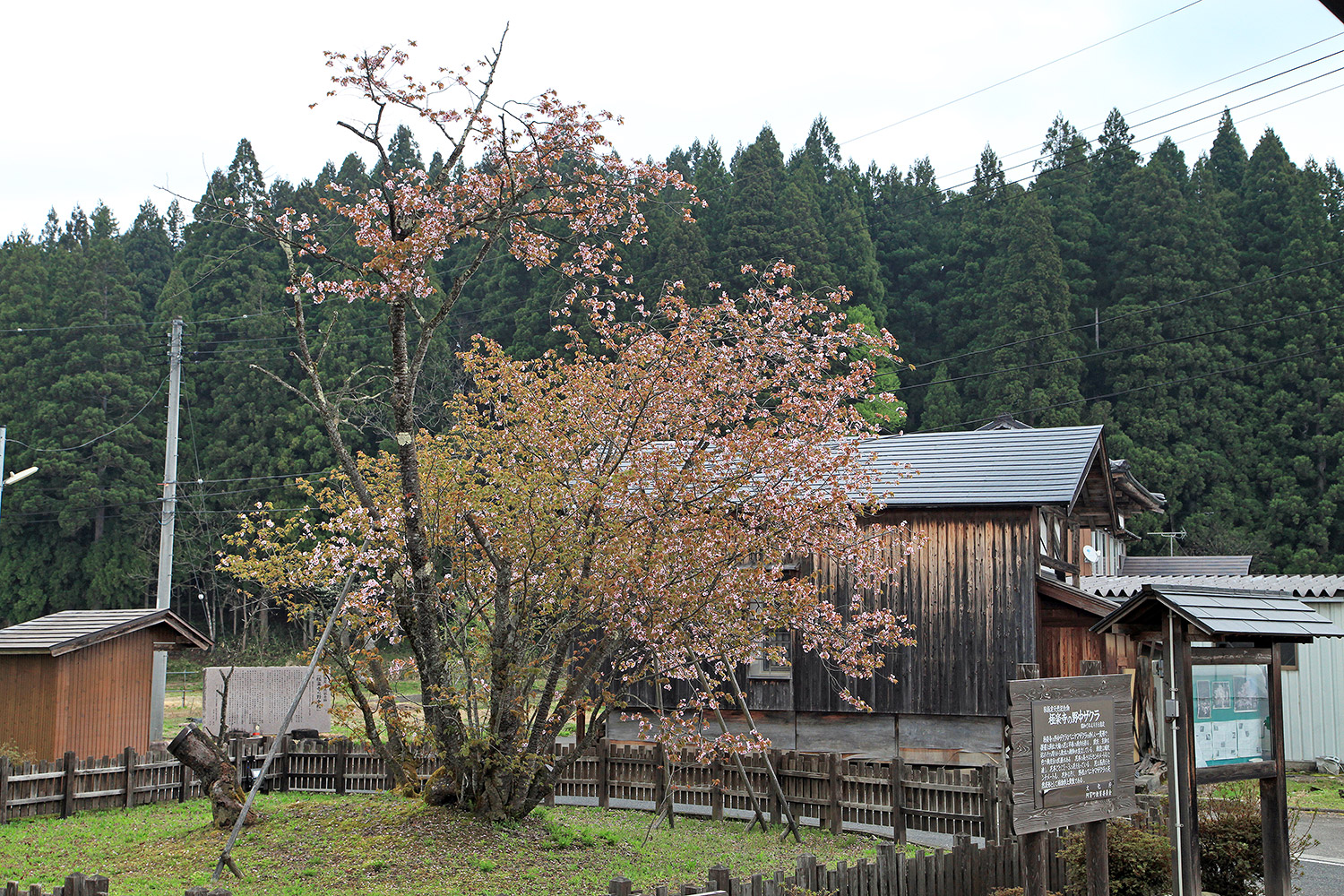 極楽寺の野中ザクラ