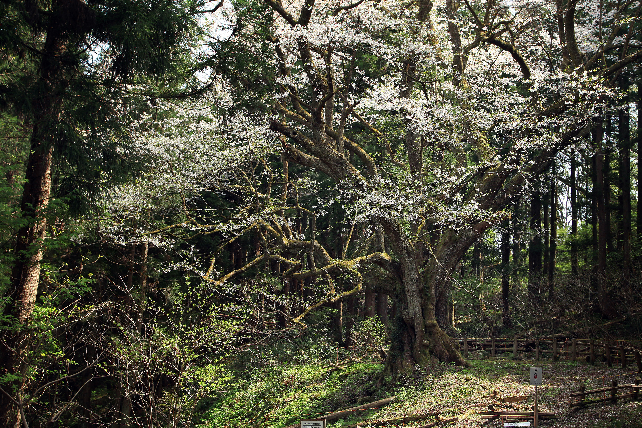 風巻神代桜