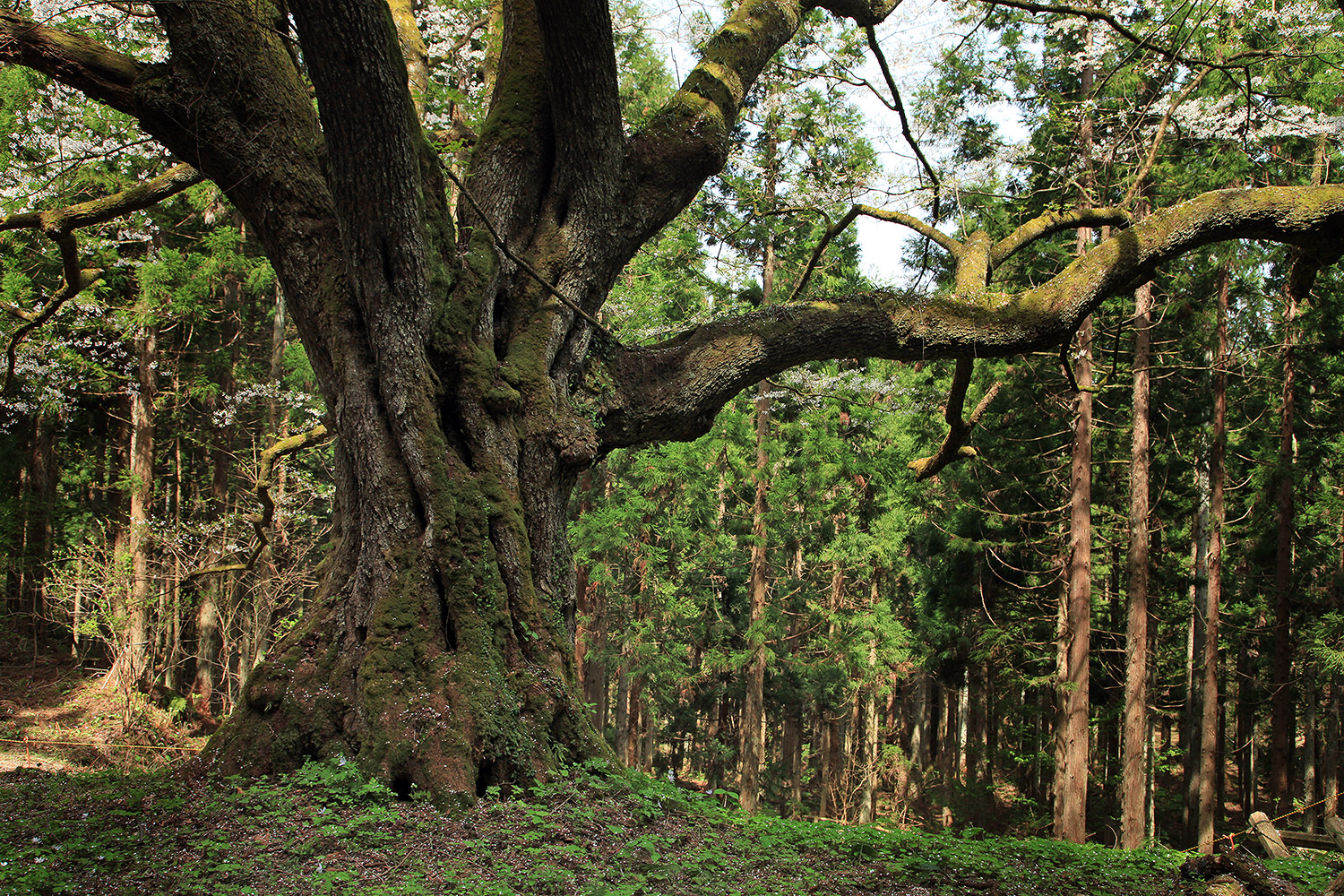 風巻神代桜
