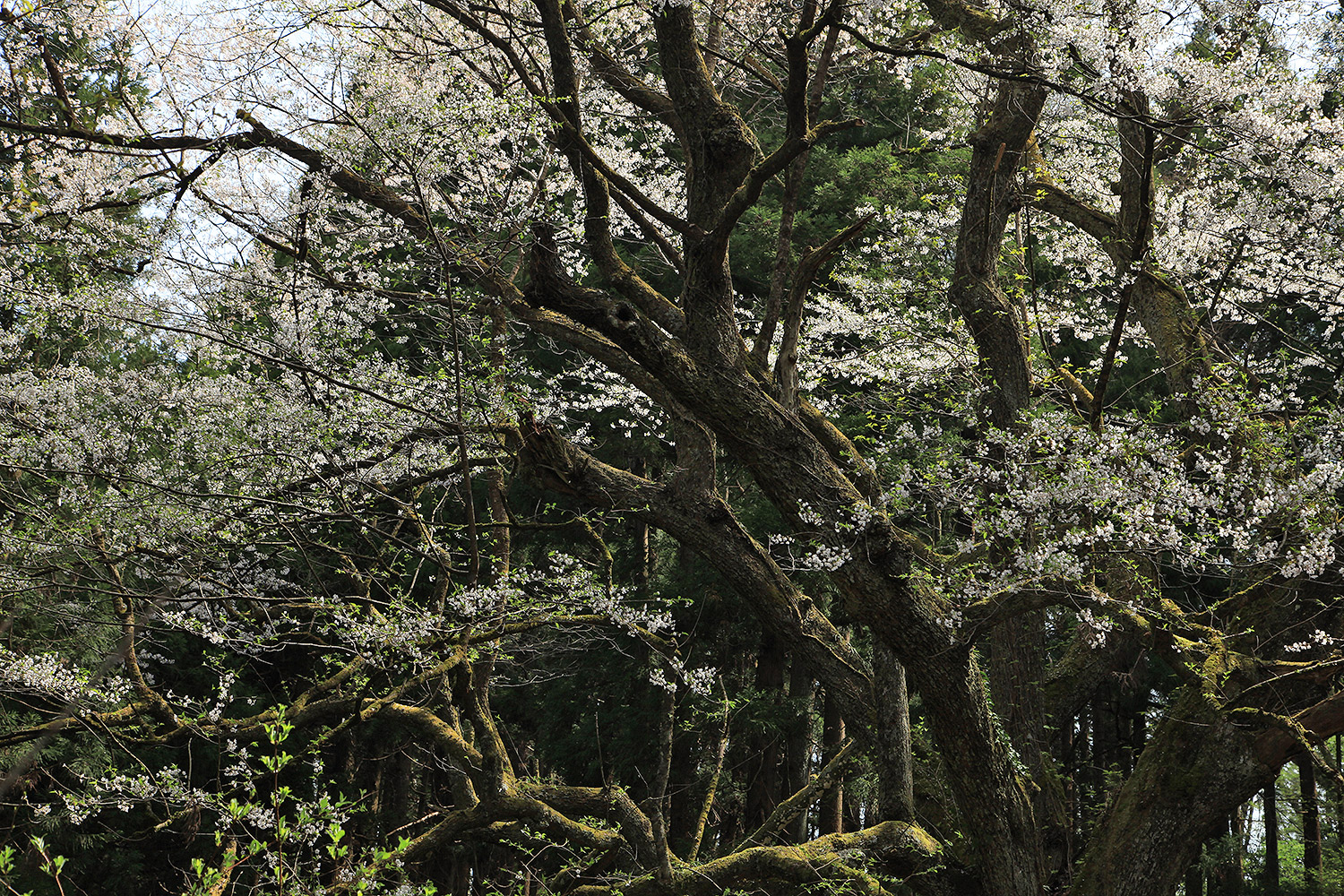 風巻神代桜