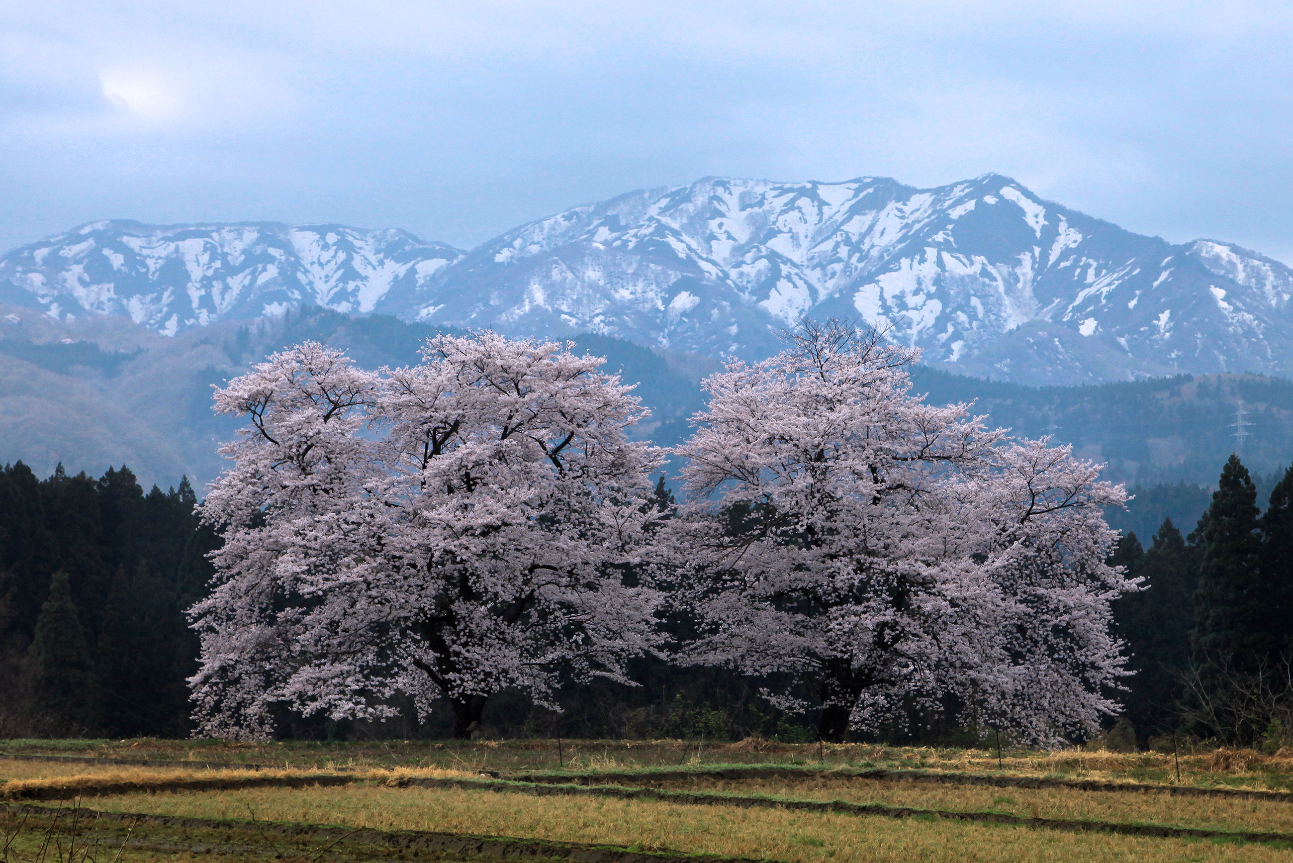 黒岩の夫婦桜