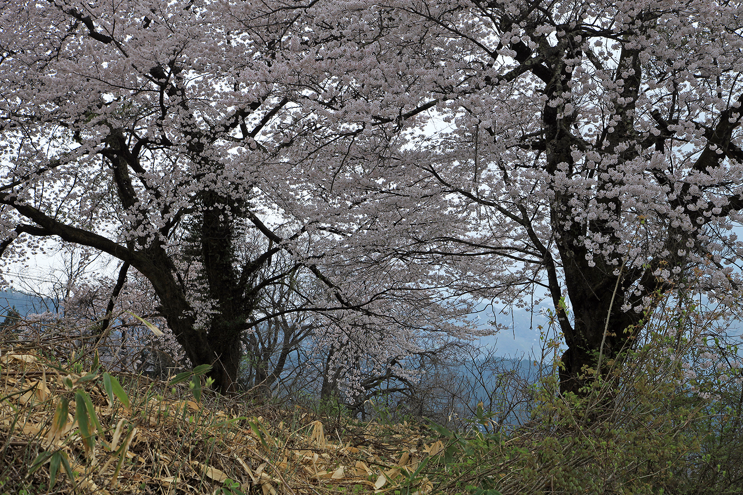 黒岩の夫婦桜