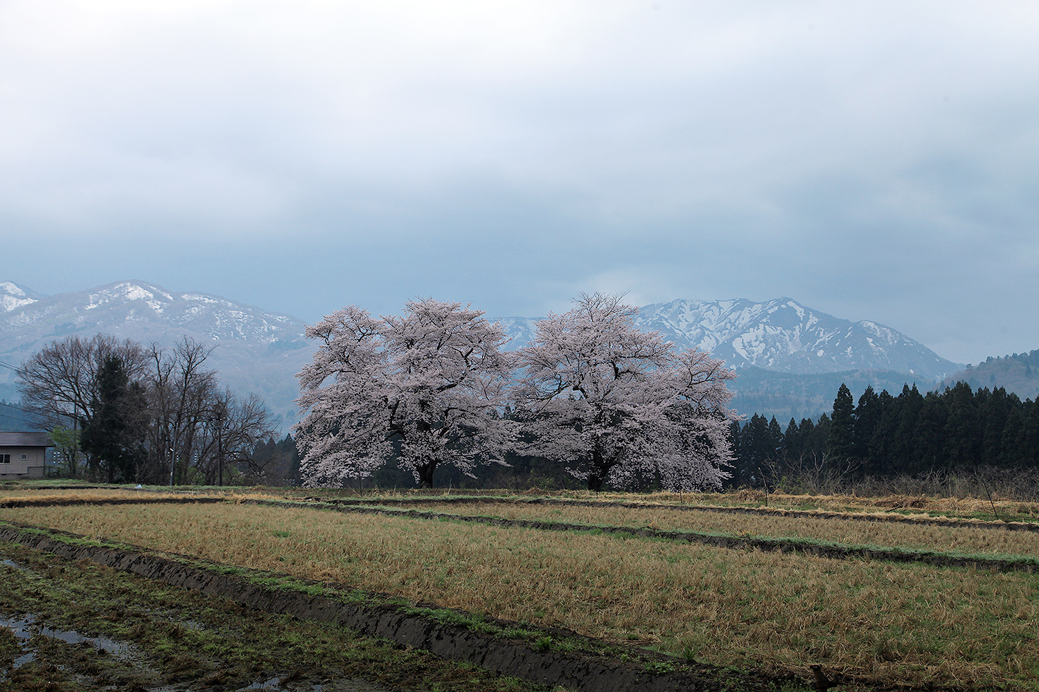 黒岩の夫婦桜