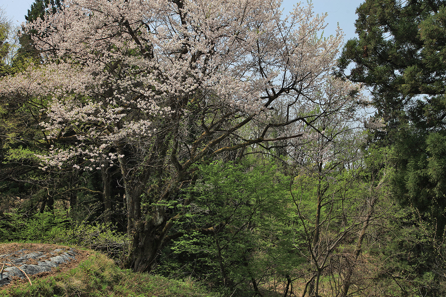 所山田の大桜