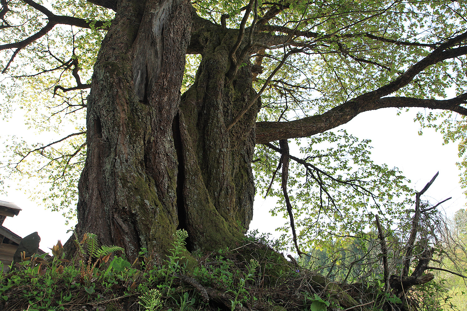 空熊新田のヤマザクラ