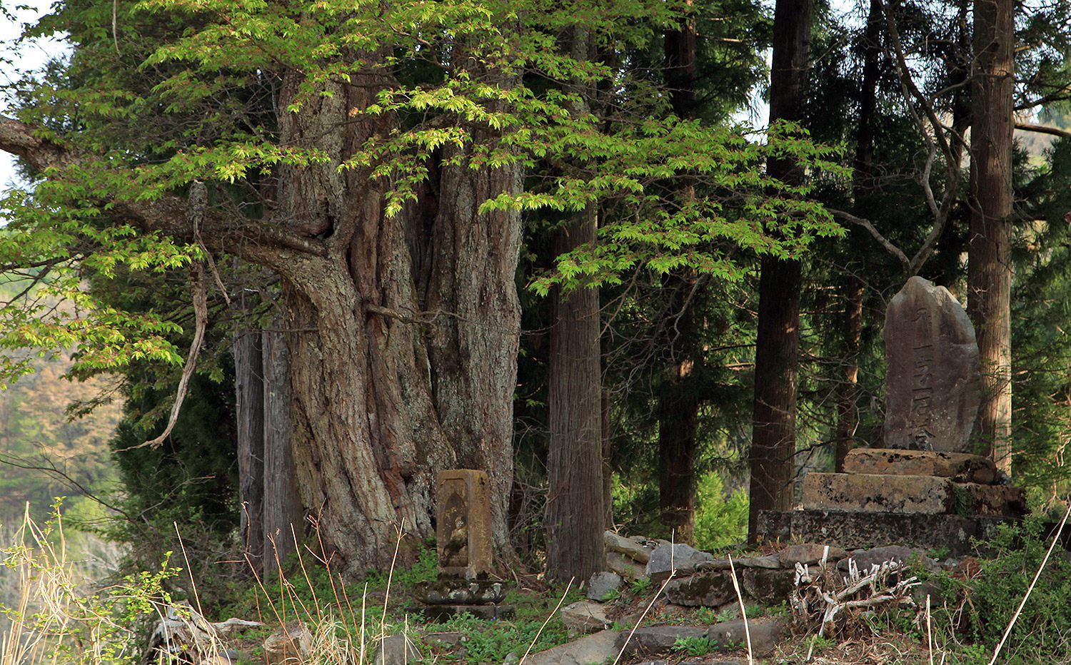 空熊新田のヤマザクラ