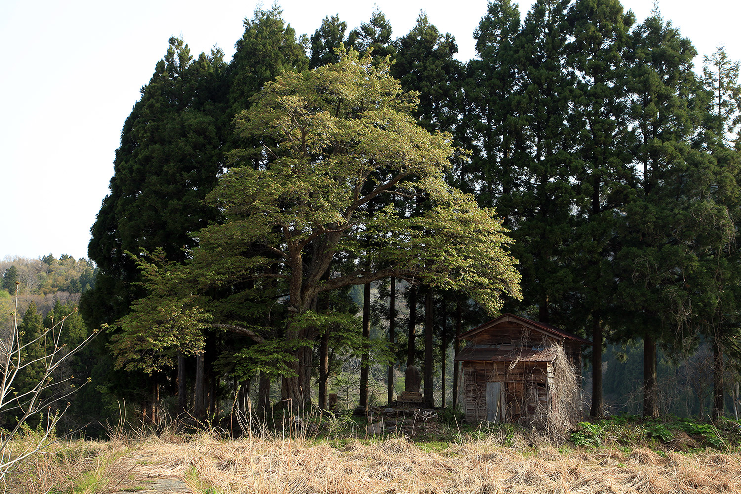 空熊新田のヤマザクラ