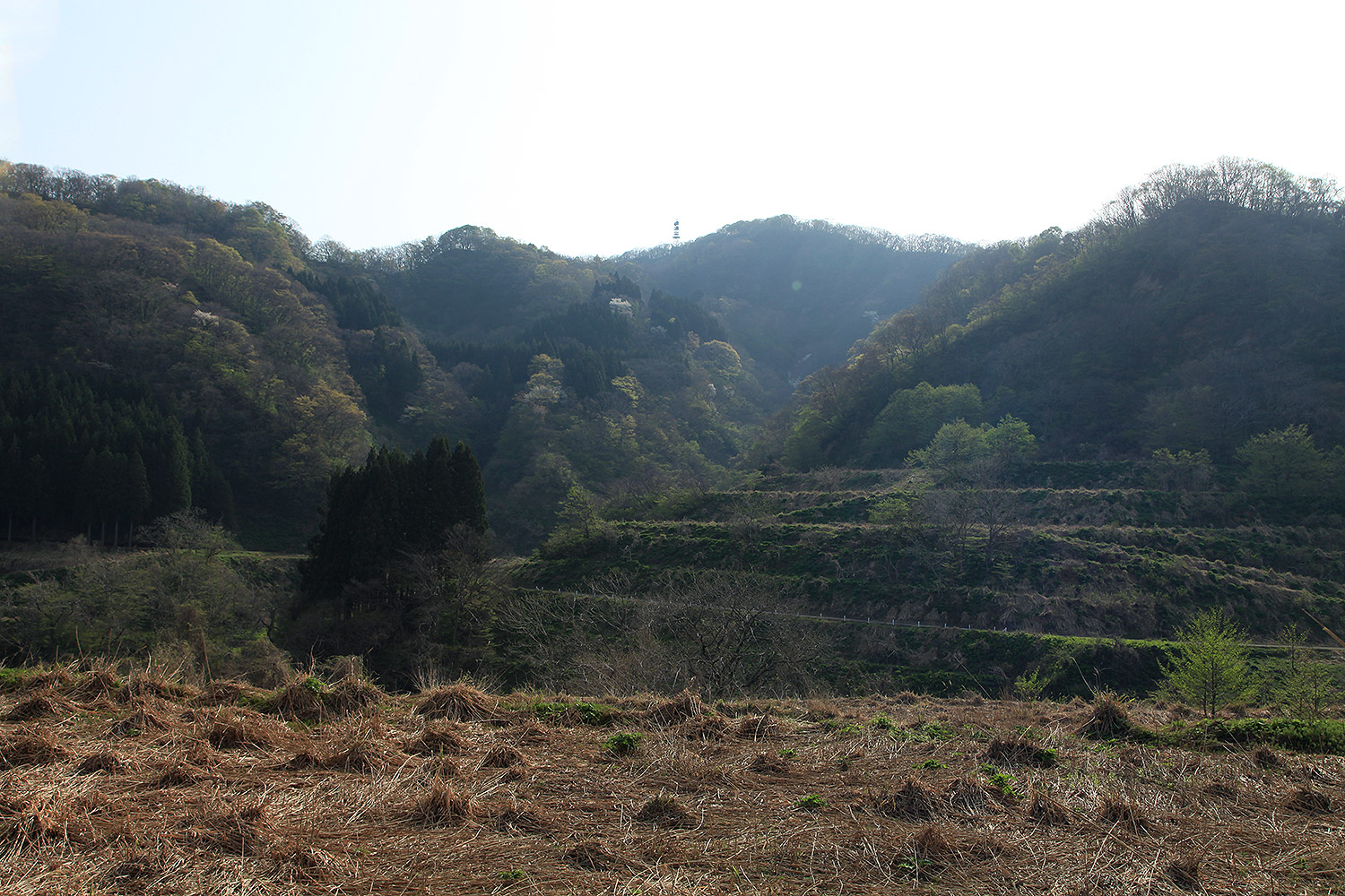 空熊新田のヤマザクラ