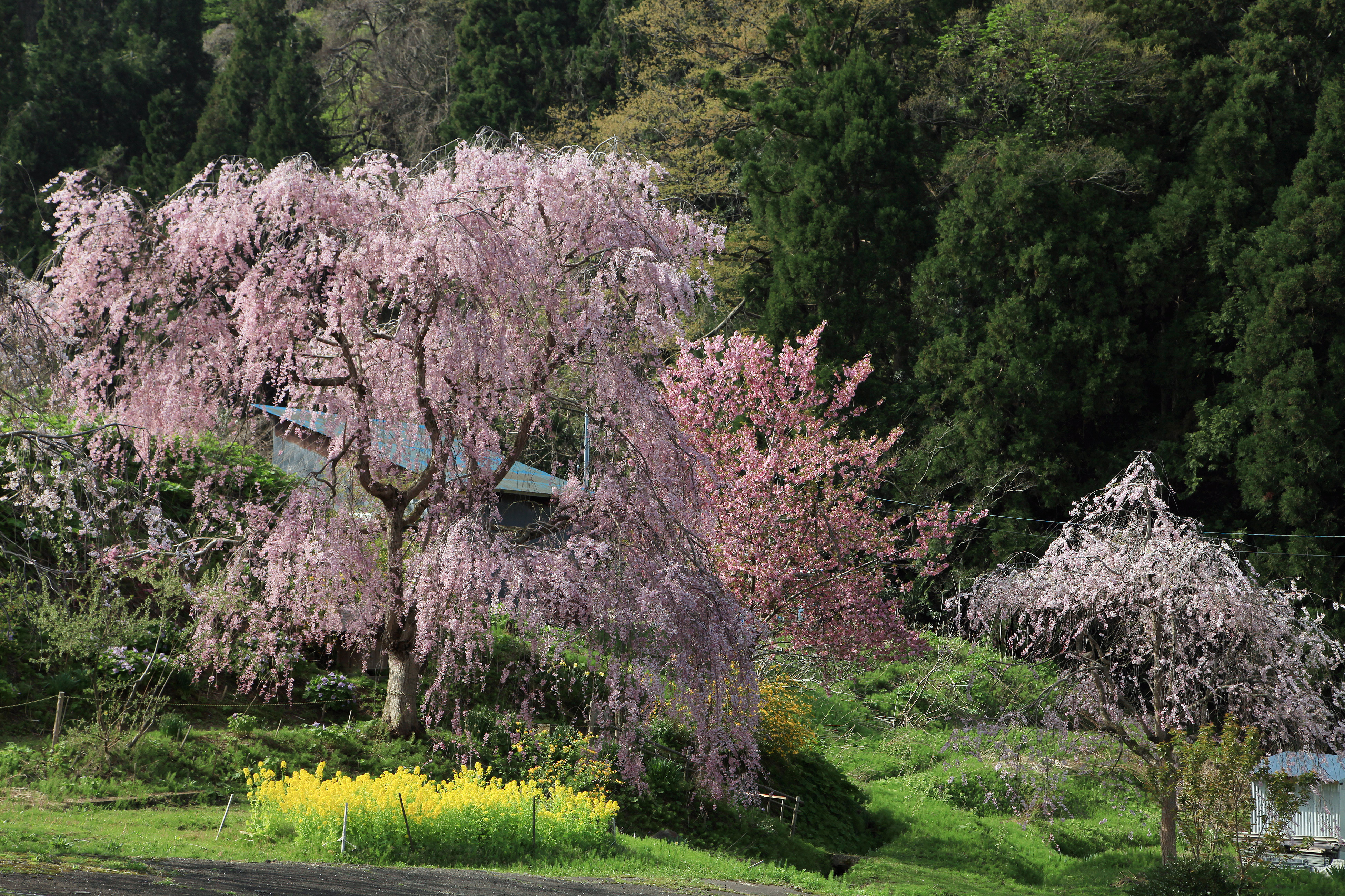 空熊新田のヤマザクラ