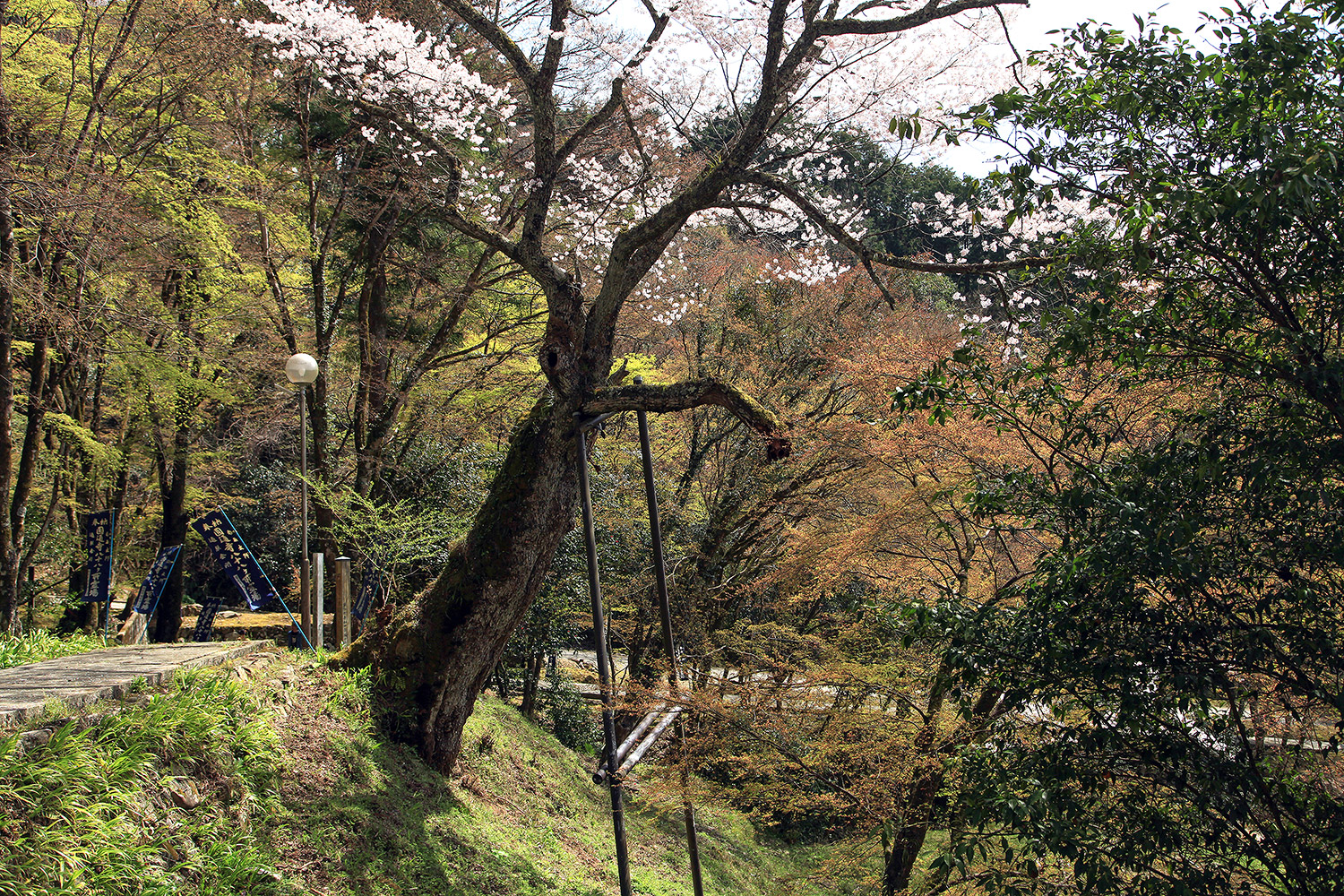 円通寺の一本桜