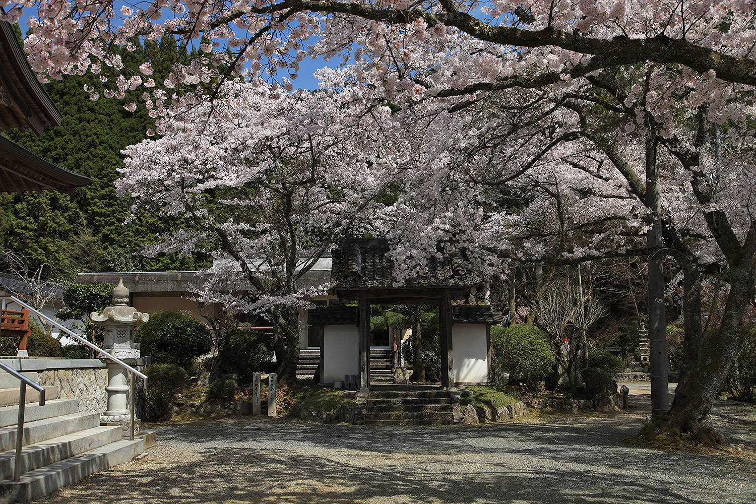 円通寺の一本桜