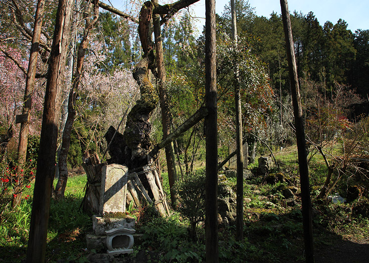 福徳寺のしだれ桜