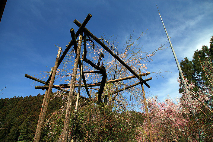 福徳寺のしだれ桜
