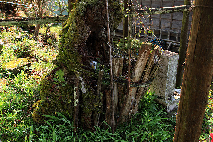 福徳寺のしだれ桜