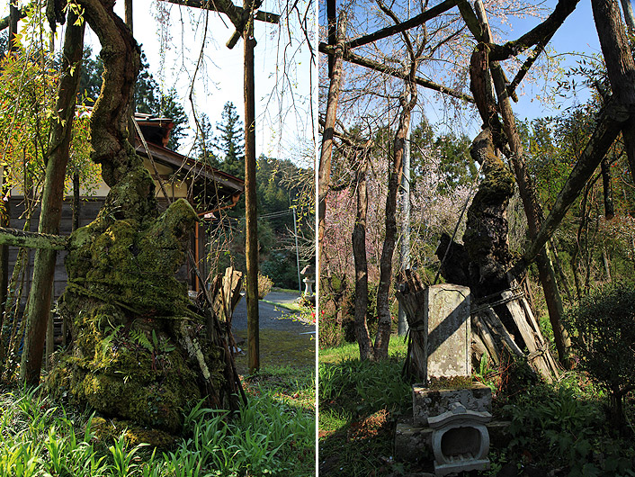 福徳寺のしだれ桜