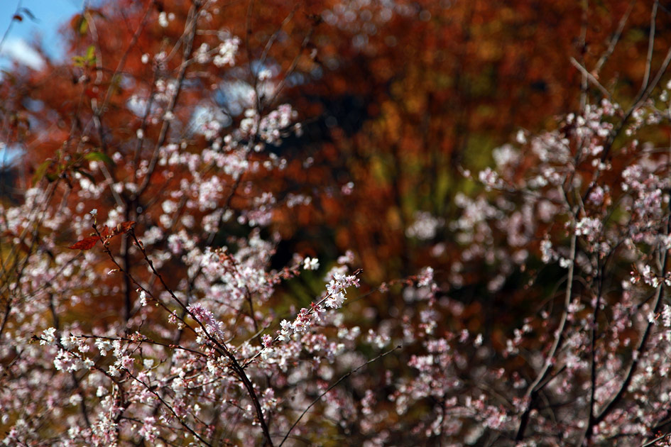 城峯公園 十月桜