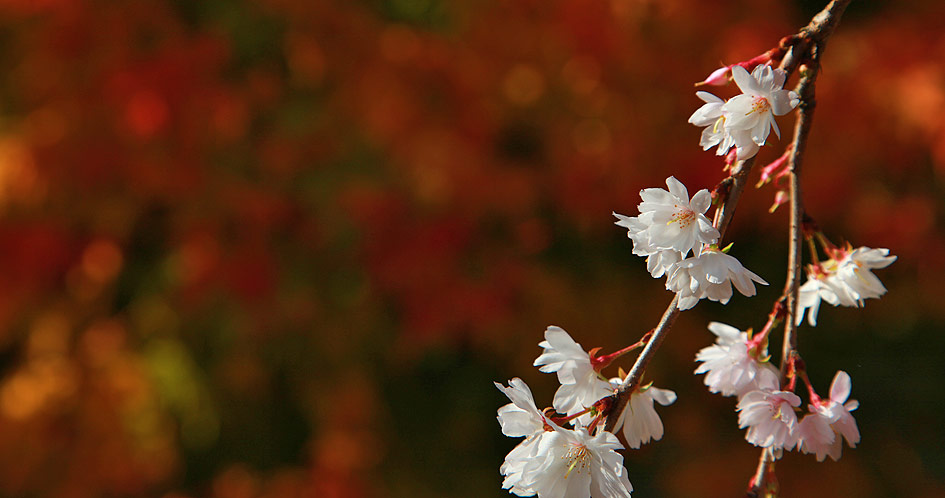 城峯公園 十月桜