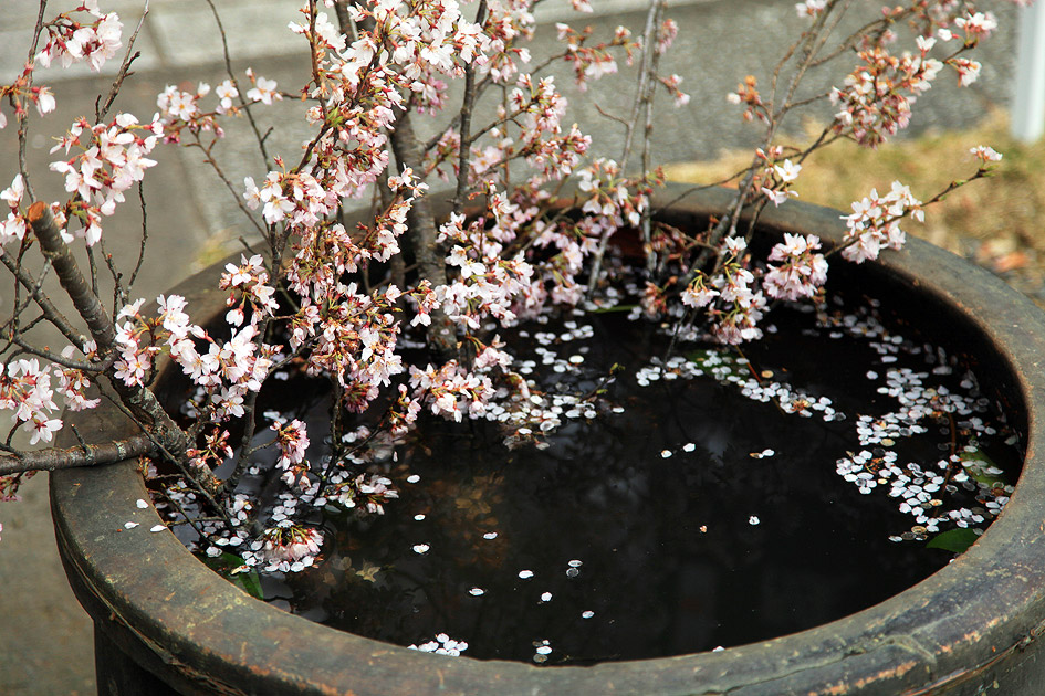 西光寺のしだれ桜