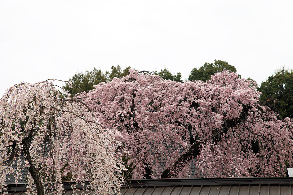西光寺のしだれ桜