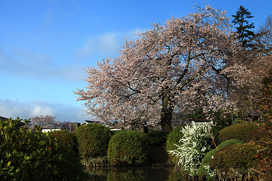 聖天院のひがん桜