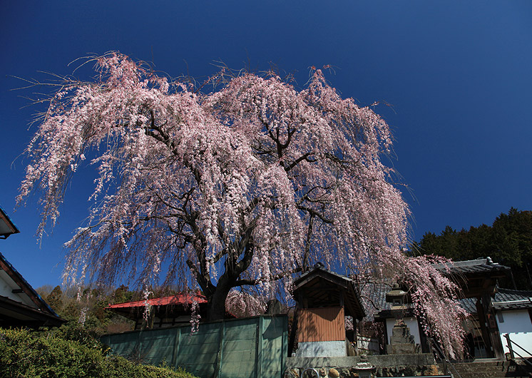 東昌寺のしだれ桜