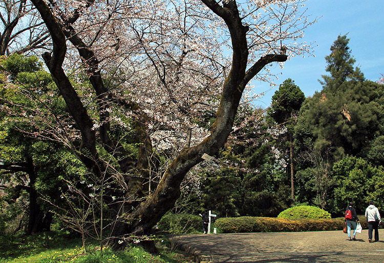 小石川植物園のソメイヨシノ