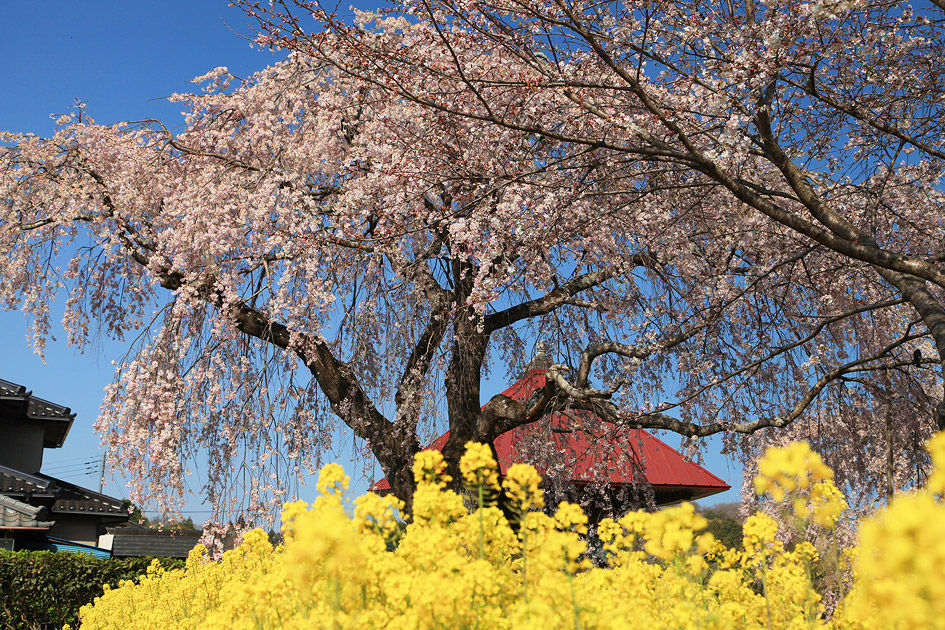 長福寺のしだれ桜