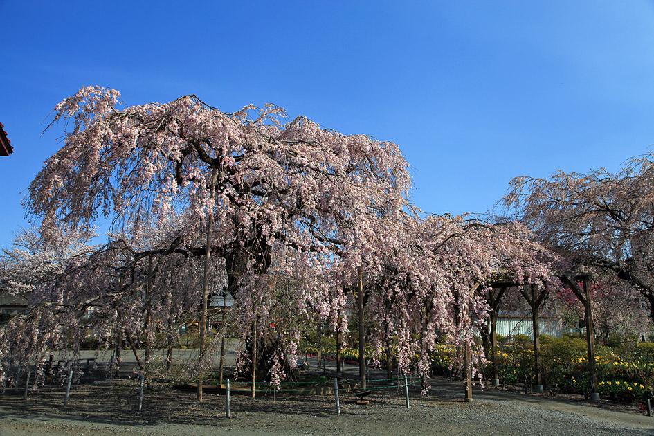 長福寺のしだれ桜