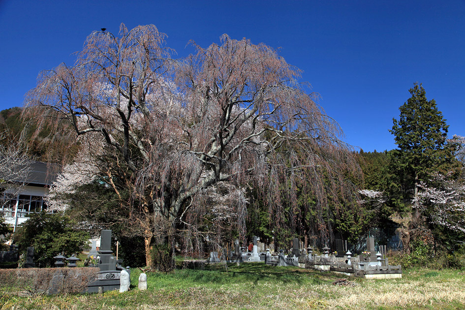 板荷共同墓地の桜