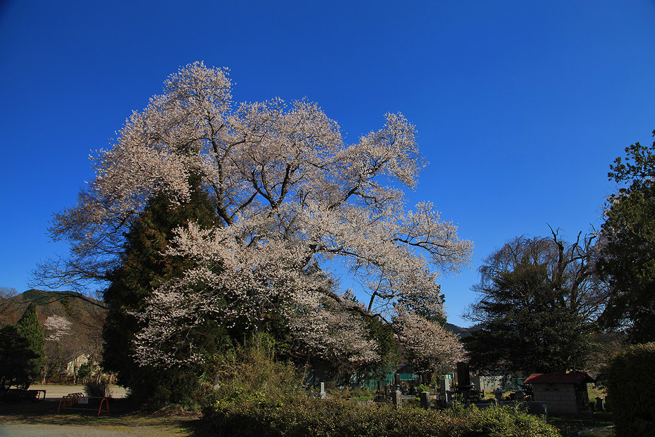 板荷共同墓地の桜