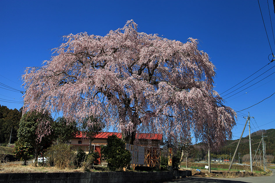 上福岡公民館のしだれ桜