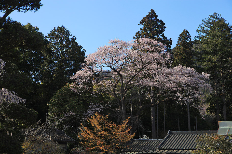 柴田家の桜
