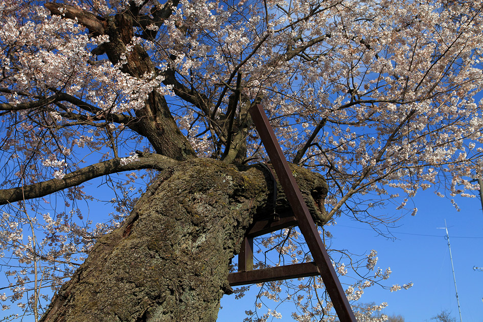 親鸞手植えの桜