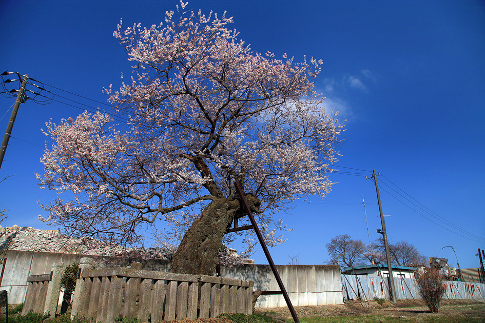 親鸞手植えの桜