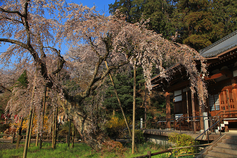 太山寺の岩しだれ桜
