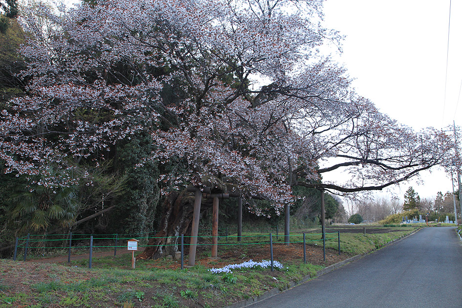 西山辰街道の大桜