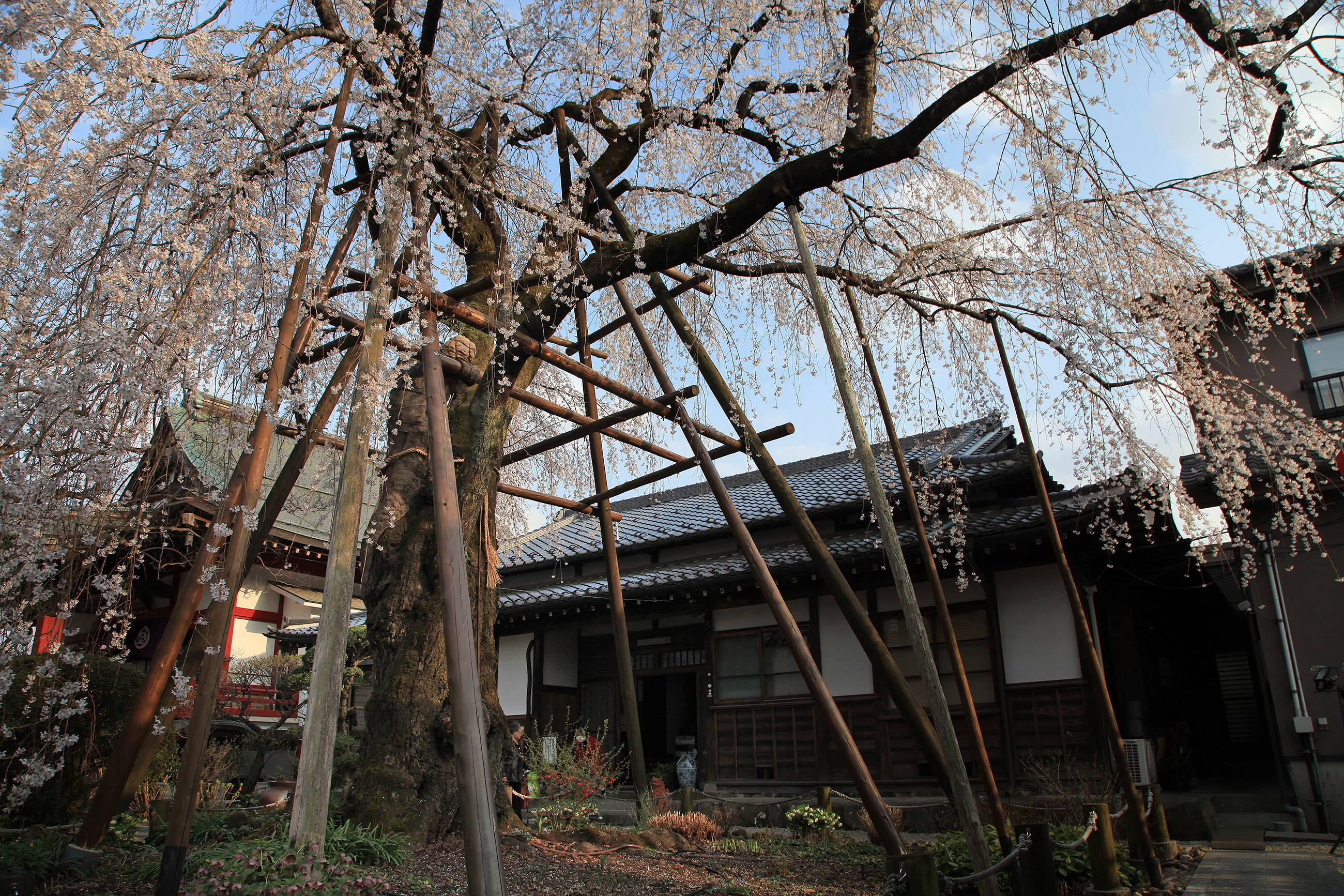 大光寺 しだれ桜