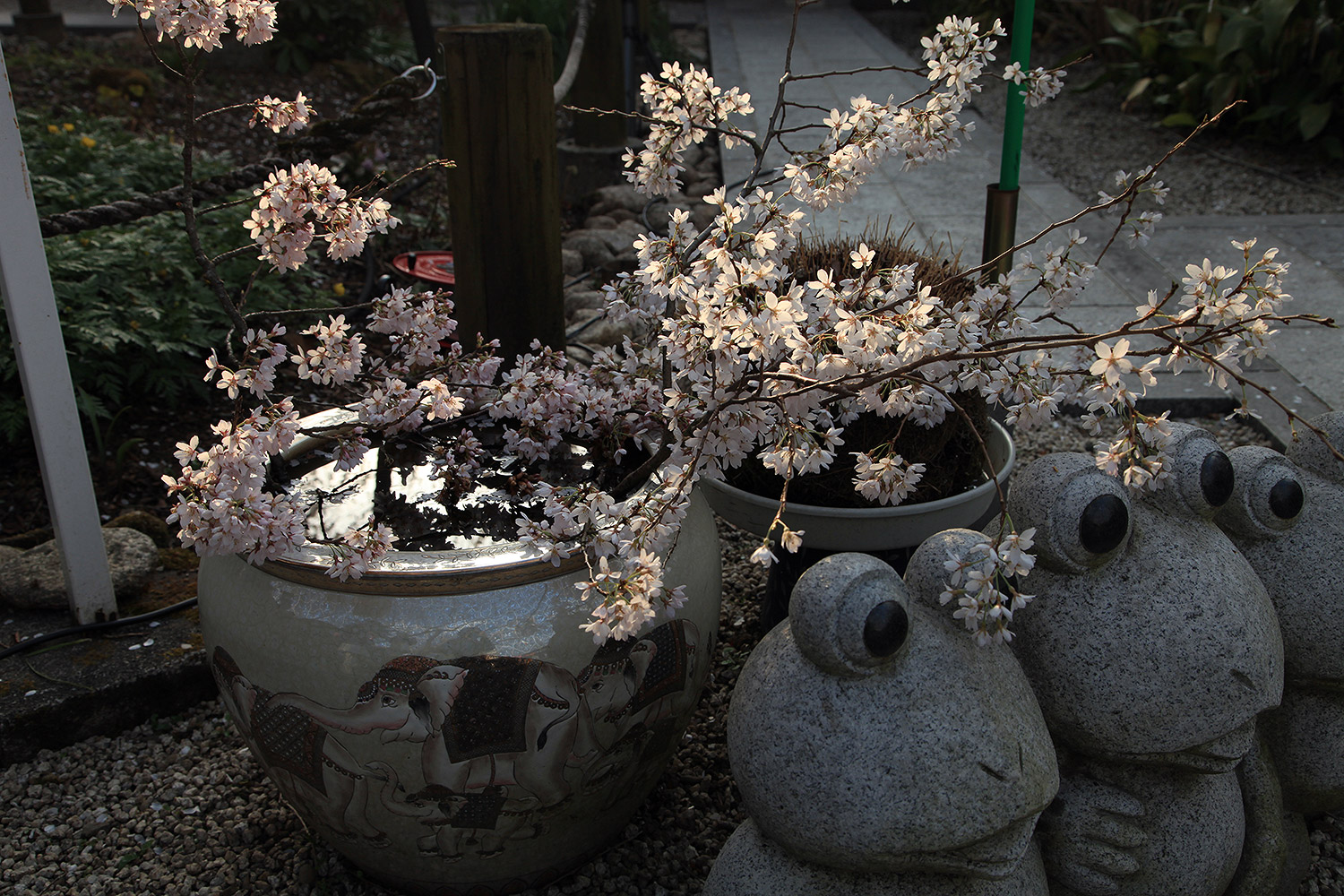 大光寺 エドヒガン