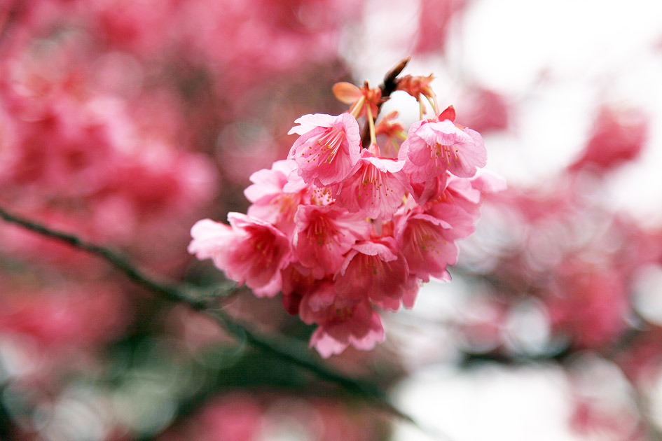 荏原神社の寒緋桜 