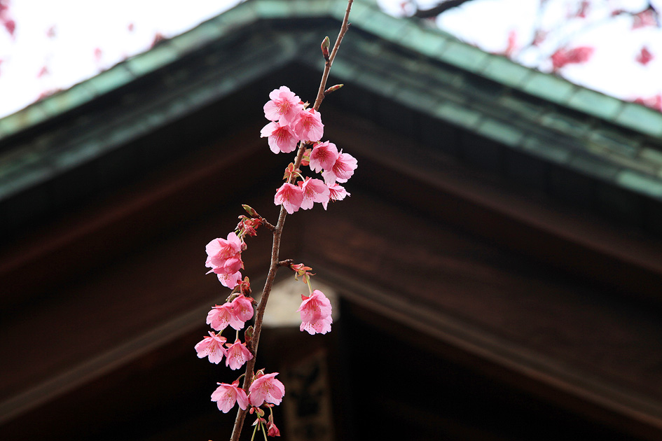 荏原神社の寒緋桜 