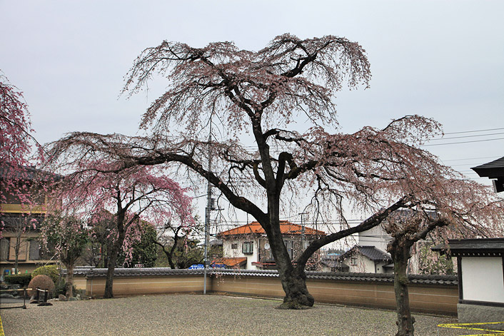 円通寺のしだれ桜