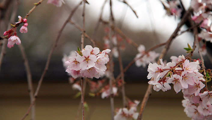 円通寺のしだれ桜