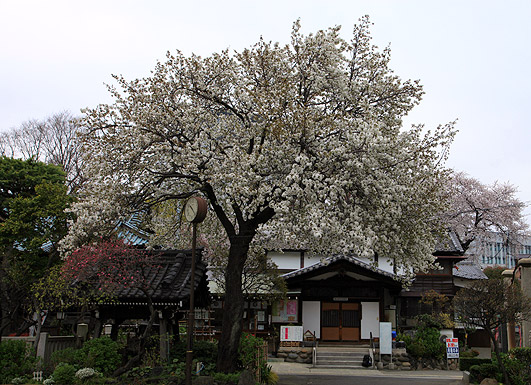 白山神社　白山旗桜
