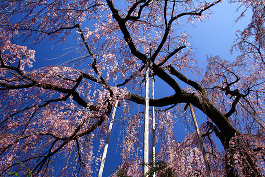 高楽寺 姫桜
