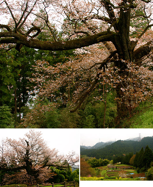 光厳寺の白山桜