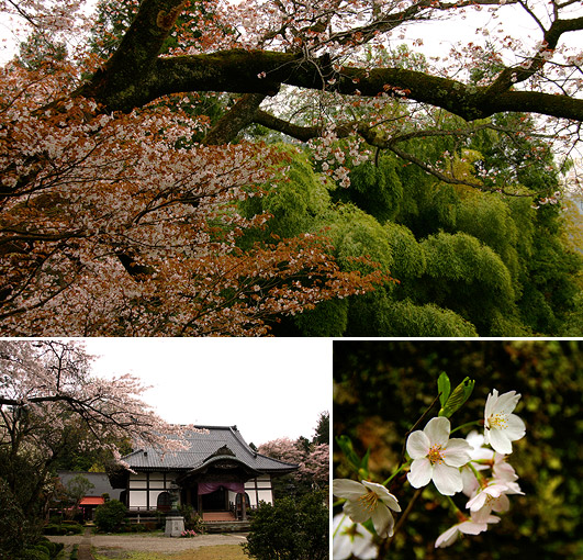 光厳寺の白山桜