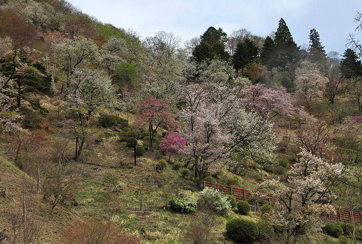 奥多摩湖藩の桜