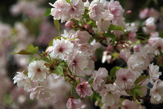 簪桜（カンザシザクラ）
